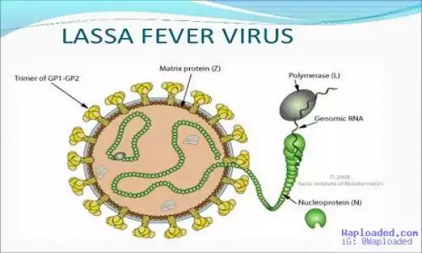 Senate Urges FG To Improve Lassa Fever Awareness